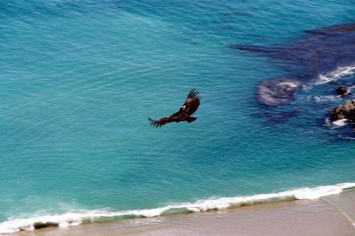 California condor soaring at the beach